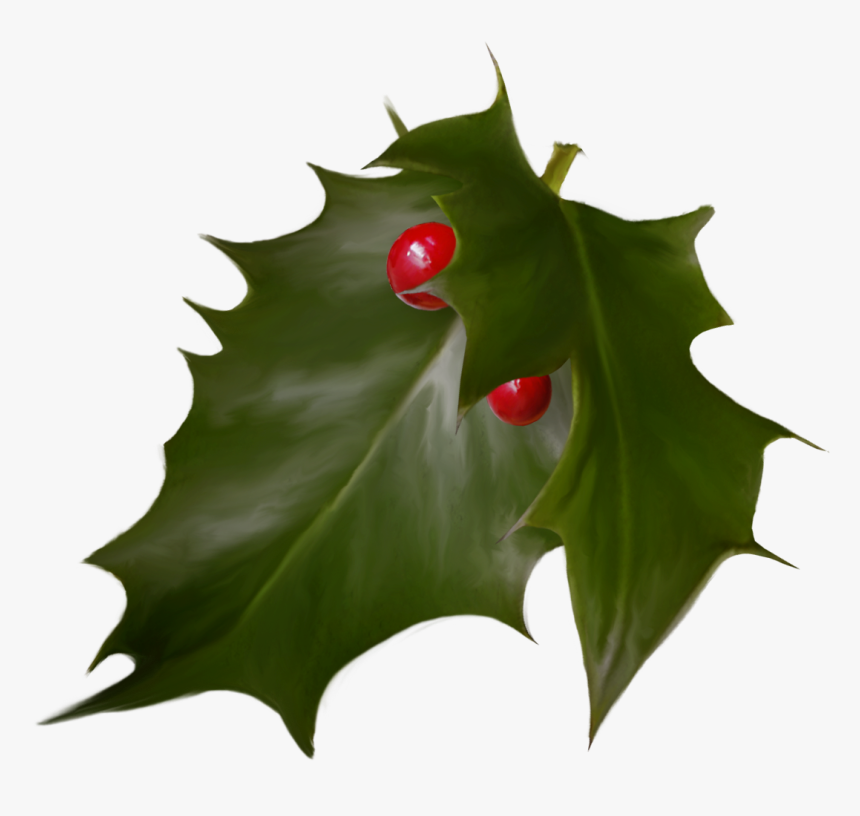 Holly Christmas Advent Wreath Holiday - Hollyleaf Cherry, HD Png Download, Free Download