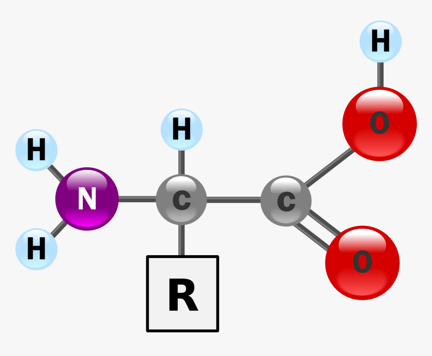 Amino Acids Contain A Carbon Bonded To An Amino Group, - Amino Acid Structure 3d, HD Png Download, Free Download