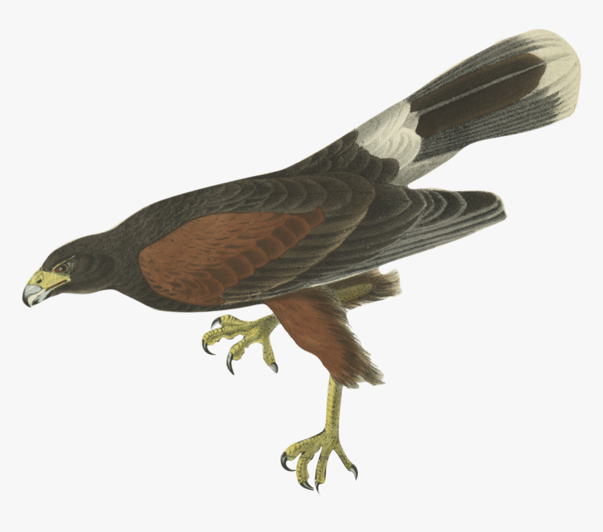 Updated-bird - Harris Hawk Audubon, HD Png Download, Free Download