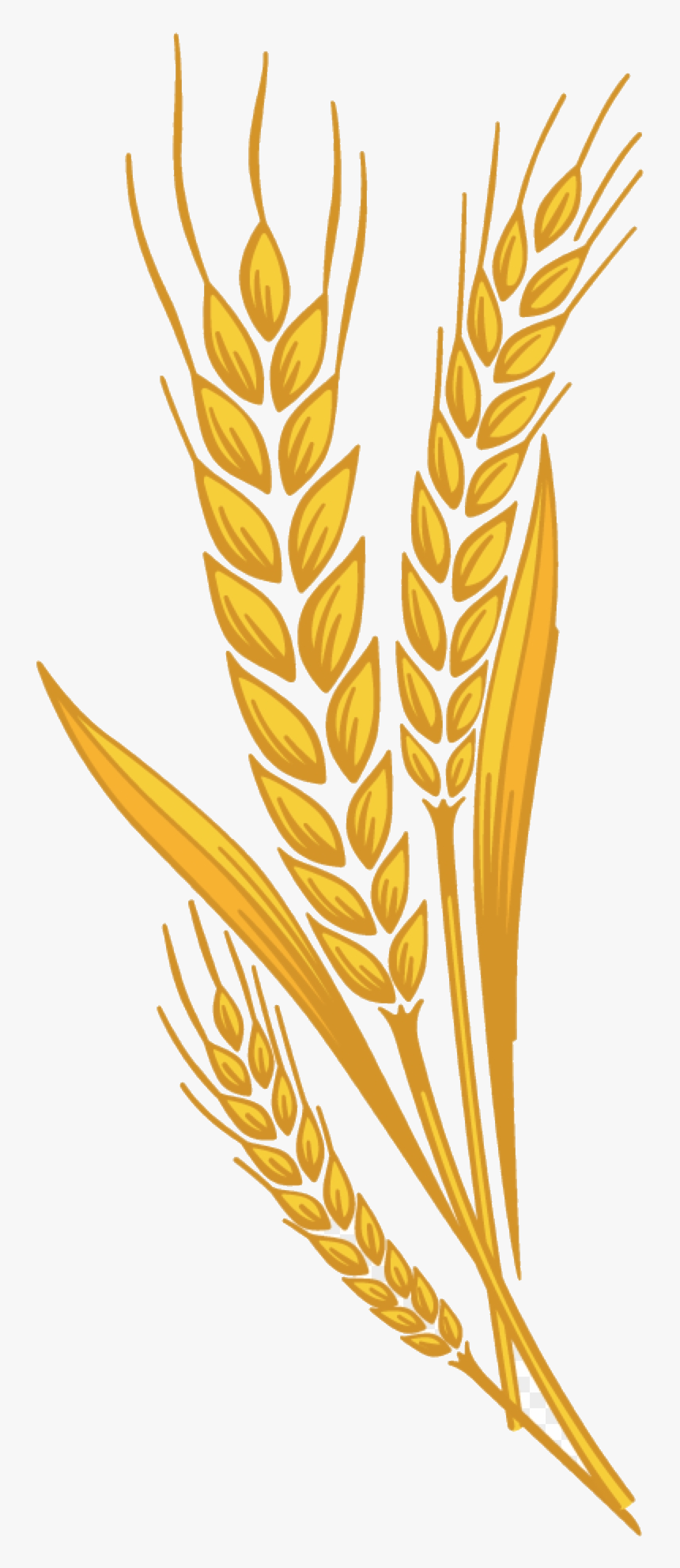 Три колоска. Wheat Barley вектор. Колосок пшеницы. Колосок логотип. Колосья пшеницы на прозрачном фоне.