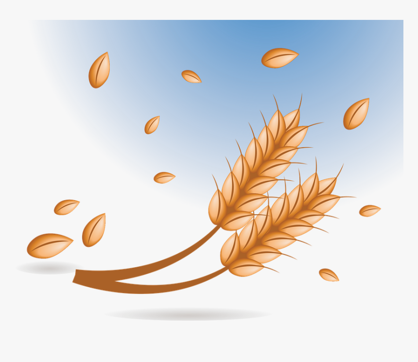 Wheat, Bread, Granules, Food, Flour, Grain, Bakery - Hạt Lúa Mạch Vector, HD Png Download, Free Download