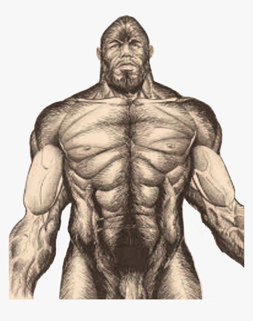 #handdrawn #sasquatch #bigfoot #wildman #sexsquatch - Bigfoot Anatomy, HD Png Download, Free Download