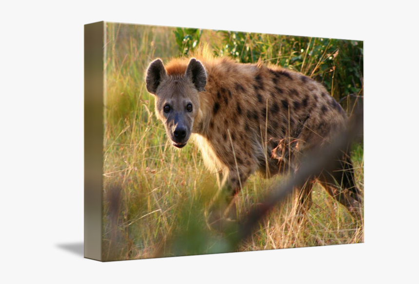 Clip Art Hyena Pics - Spotted Hyena, HD Png Download, Free Download