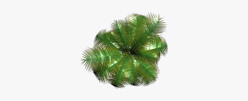 Palma En Planta Png, Transparent Png, Free Download