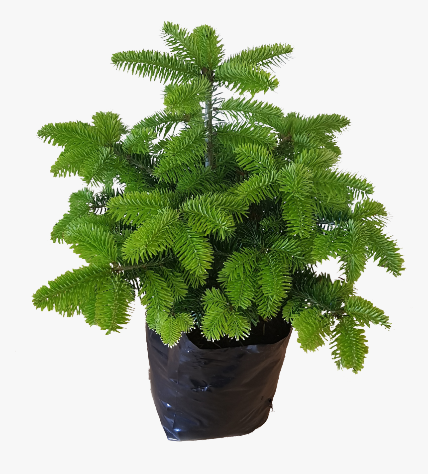 Pot Grown Christmas Trees - Bonsai, HD Png Download, Free Download