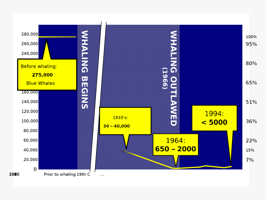 Blue Whale Population Graph, HD Png Download, Free Download