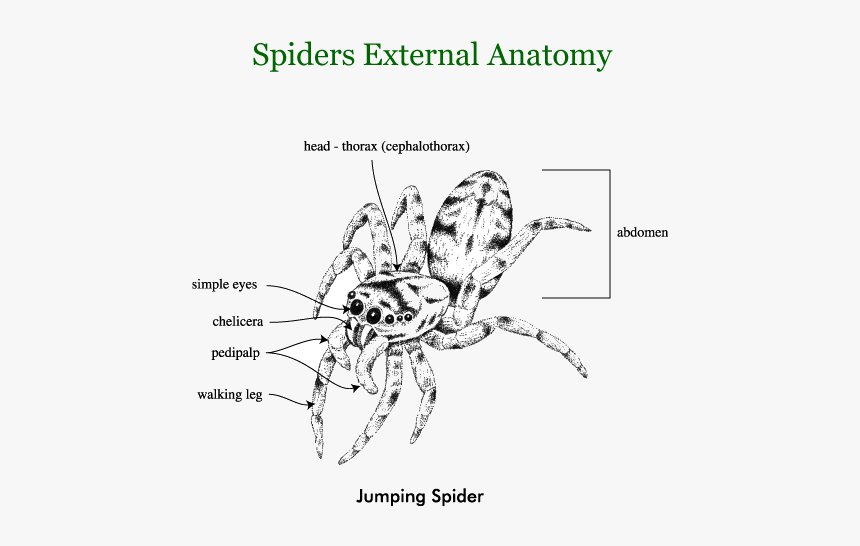 Spiders - Jumping Spider External Anatomy, HD Png Download, Free Download