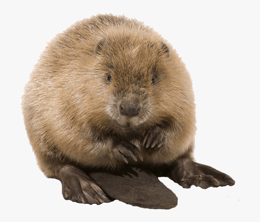 Cute Beaver - Beaver Png, Transparent Png, Free Download