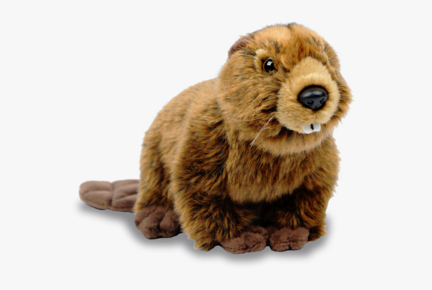 Beaver Png Hd - Beaver .png, Transparent Png, Free Download