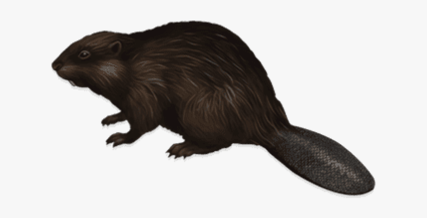 Beaver Png, Transparent Png, Free Download