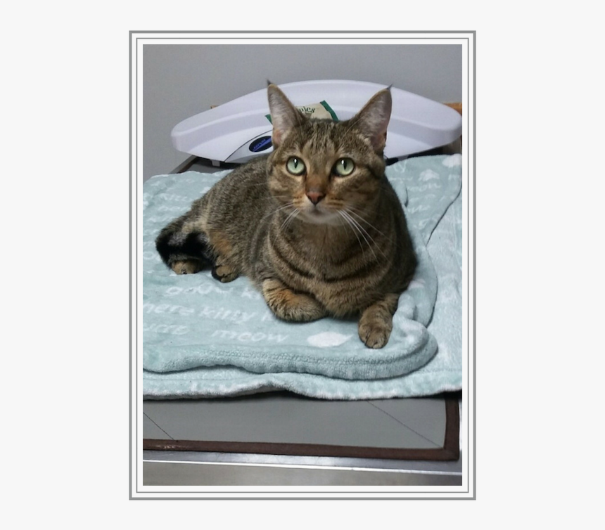 2019 May Cat In Pain Lynxie - Tabby Cat, HD Png Download, Free Download