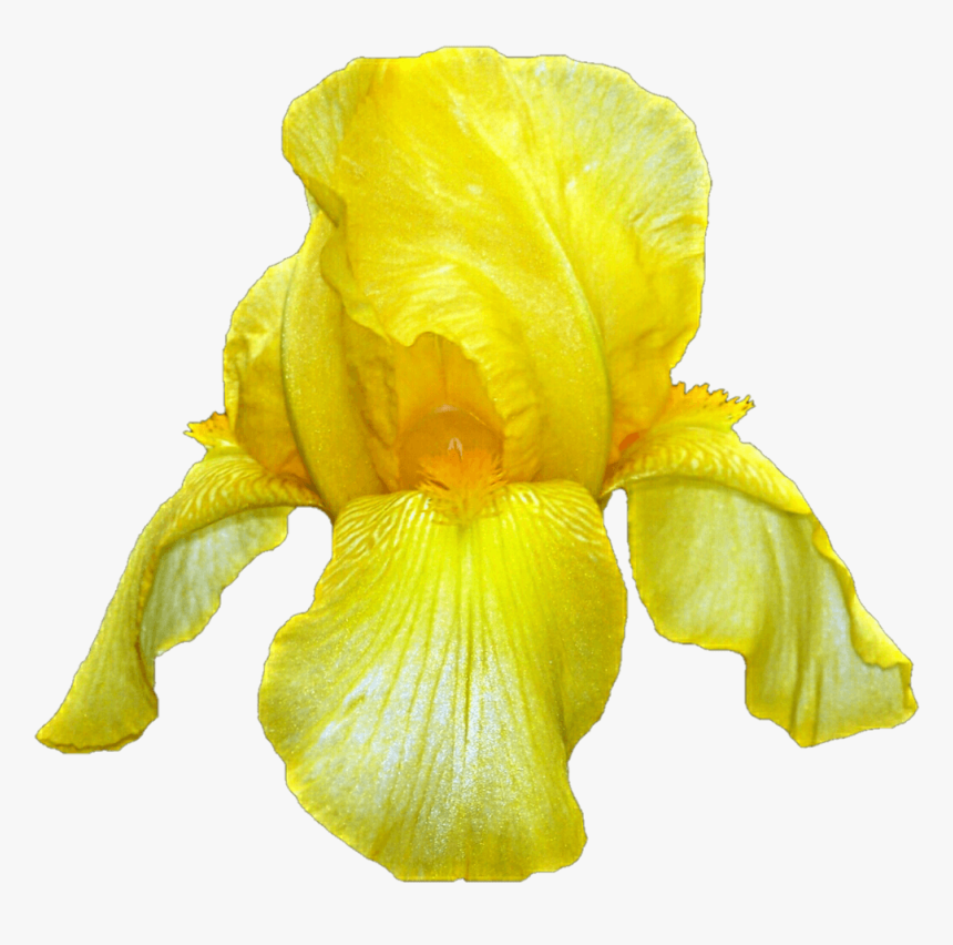 Yellow Iris - Yellow Iris Flower, HD Png Download, Free Download