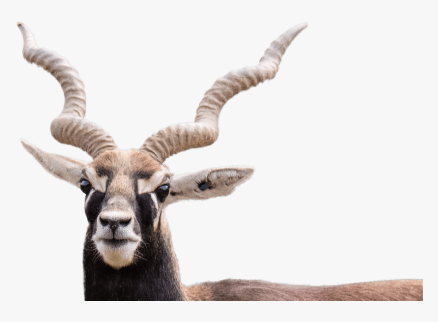 Black Buck Png, Transparent Png, Free Download