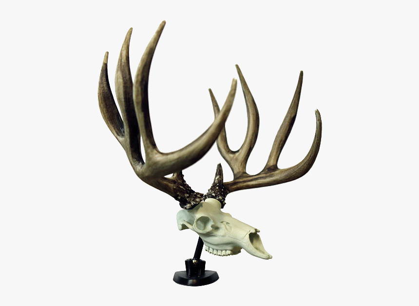 Muley Freak Dash Buck, HD Png Download, Free Download