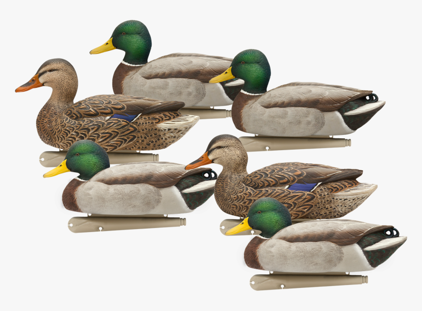 Swimming Png Png - Avian X Fusion Mallard Decoys, Transparent Png, Free Download