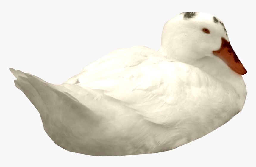 Duck, HD Png Download, Free Download