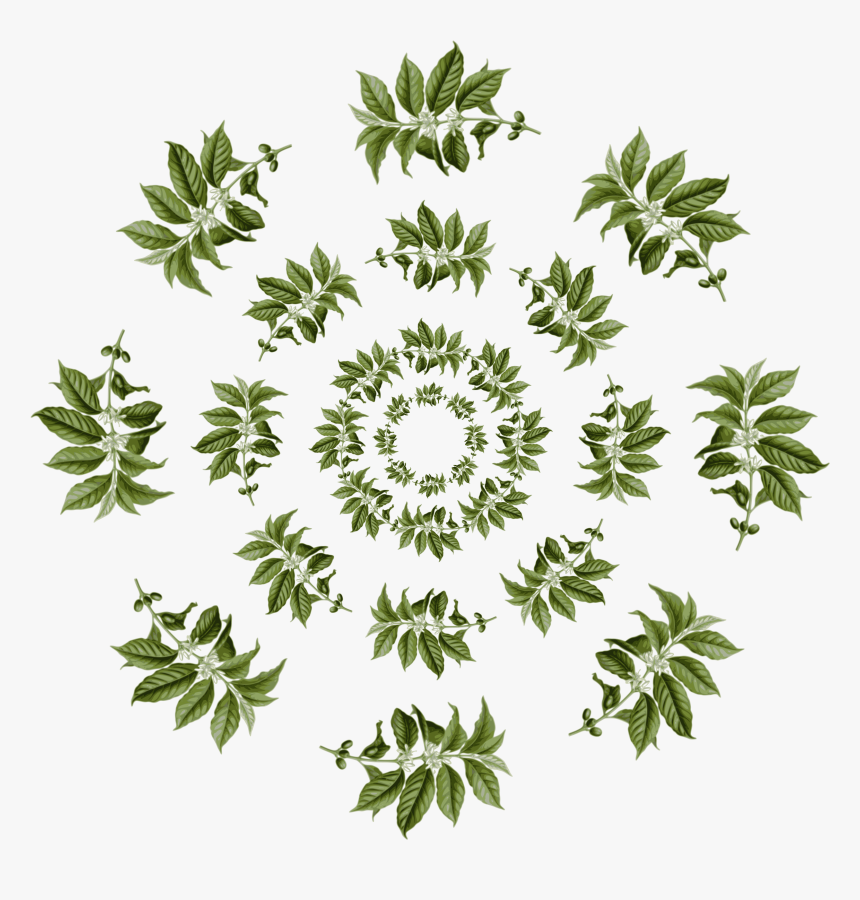 Leaves Circle Png - Coffea Arabica, Transparent Png, Free Download