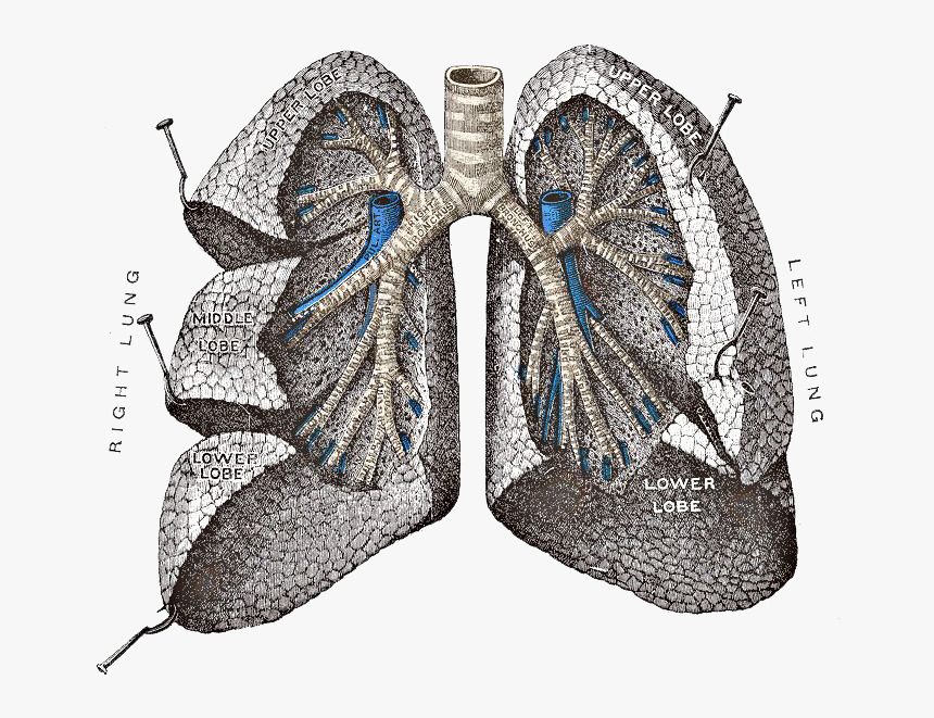 Lungs Png Image - Brancho Pulmonary Segments, Transparent Png, Free Download