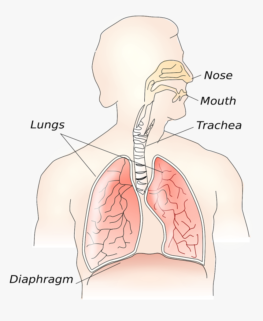 Pulmones Ancianos, HD Png Download, Free Download