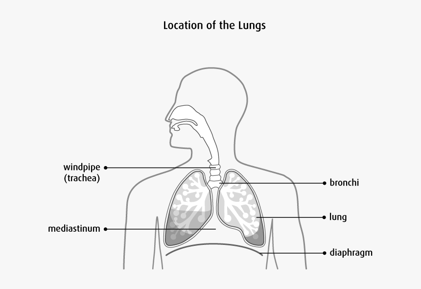 Cells In The Lung Sometimes Change And No Longer Grow - 6 Parts Of The Lungs, HD Png Download, Free Download