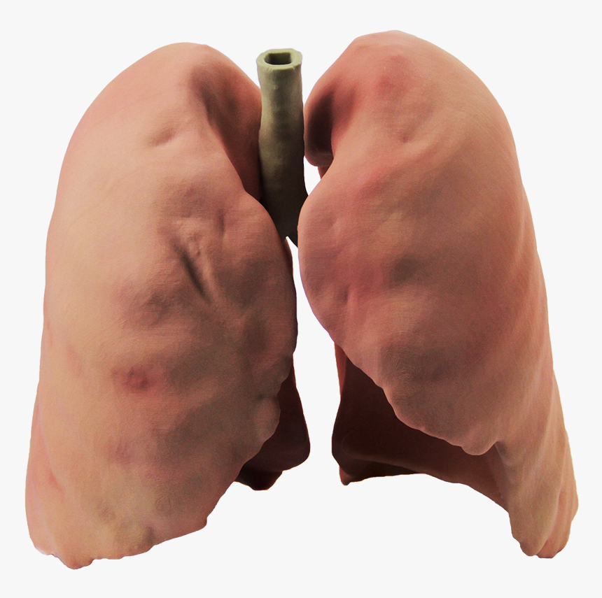 Lungs Png - Lungs Real Picture Png, Transparent Png, Free Download