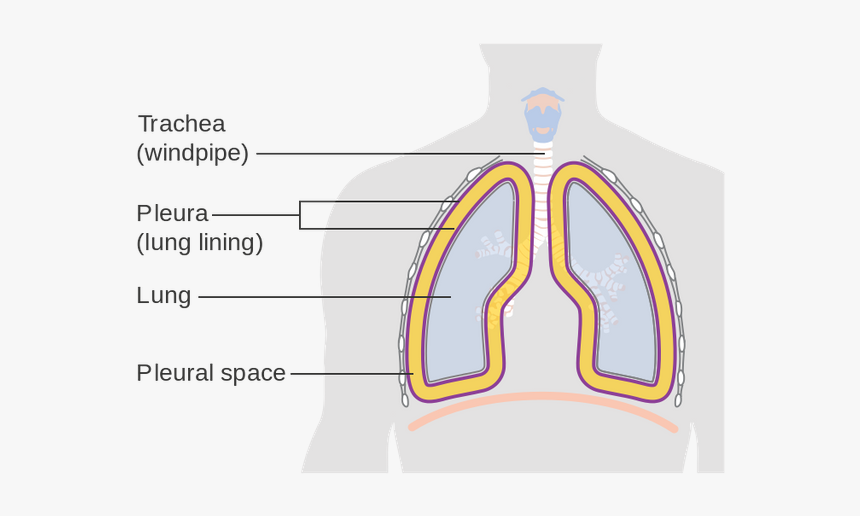 750px-diagram Showing The Lining Of The Lungs Cruk - Lung Pleurodesis, HD Png Download, Free Download