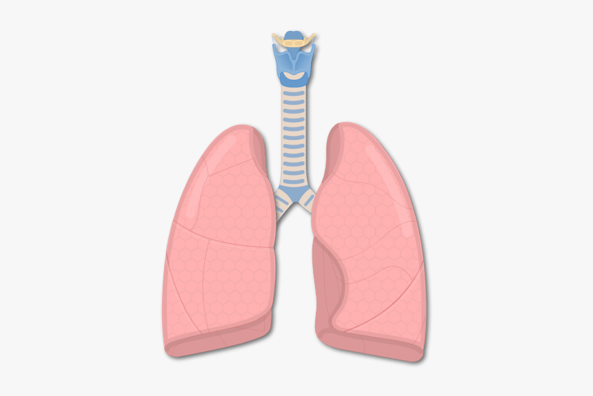 Lung Fissures And Lobes, HD Png Download, Free Download