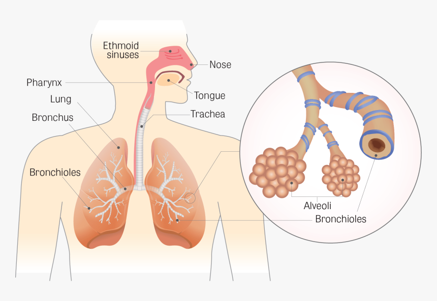 Respiratory System Bronchioles, HD Png Download, Free Download