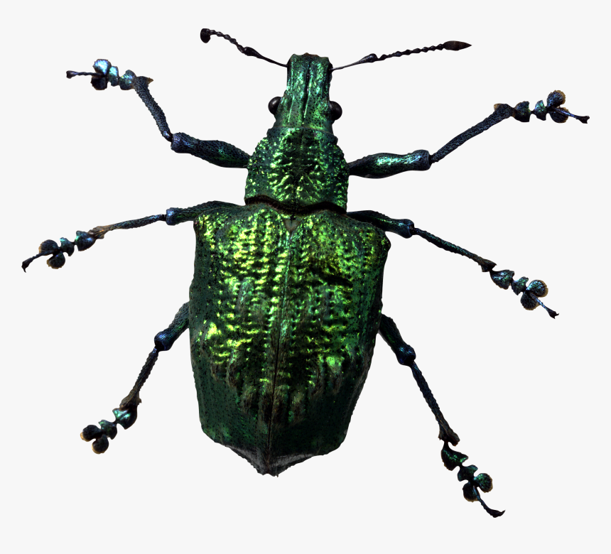 Insect Bug Png Image - Png Insect, Transparent Png, Free Download