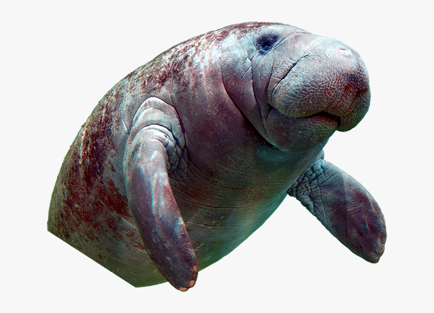 Manatee With No Background, HD Png Download, Free Download