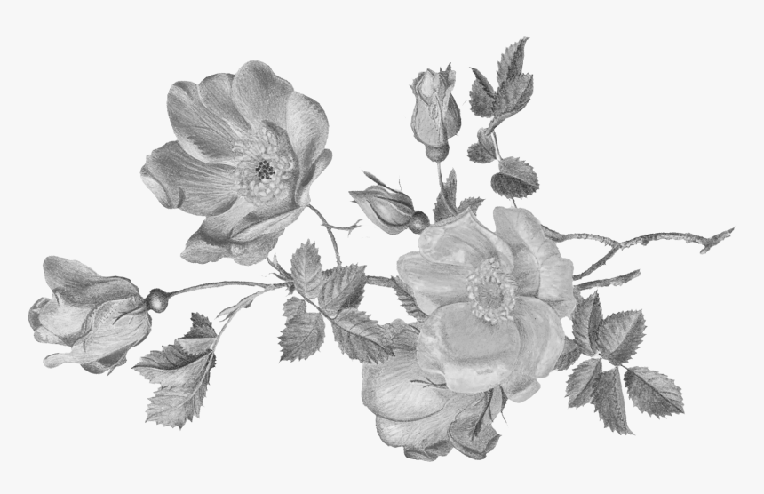 Garden Roses, HD Png Download, Free Download