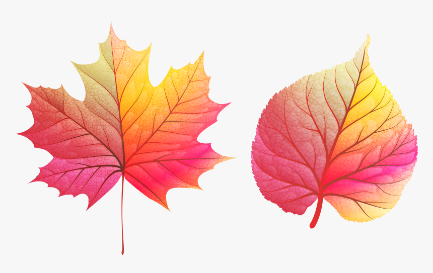 Fall Leaves Clipart Png , Png Download - Colour Full Leaves, Transparent Png, Free Download