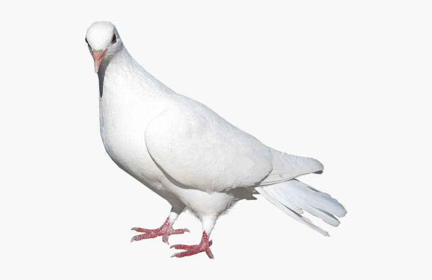 Sitting White Pigeon Png, Transparent Png, Free Download