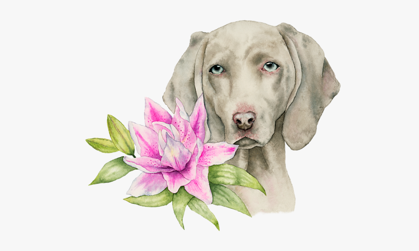 Weimaraner Watercolor, HD Png Download, Free Download