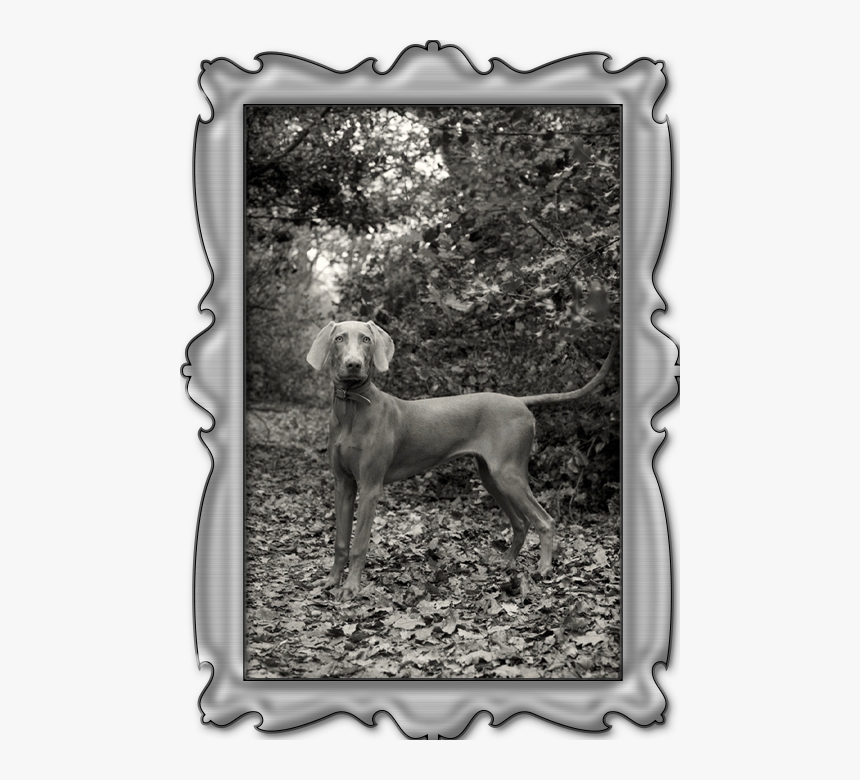 Weimaraner Png, Transparent Png, Free Download