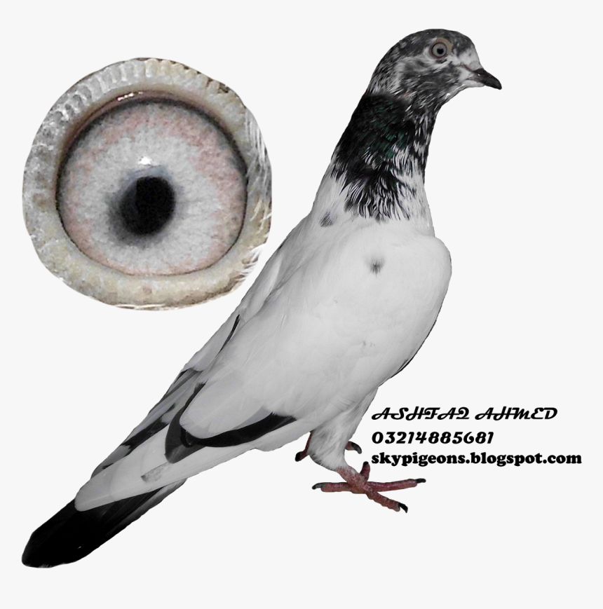 Rock Dove, HD Png Download, Free Download