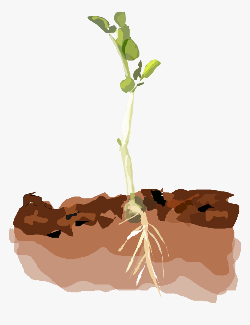 Transparent Small Plant Png - Plants In Soil Clipart, Png Download, Free Download