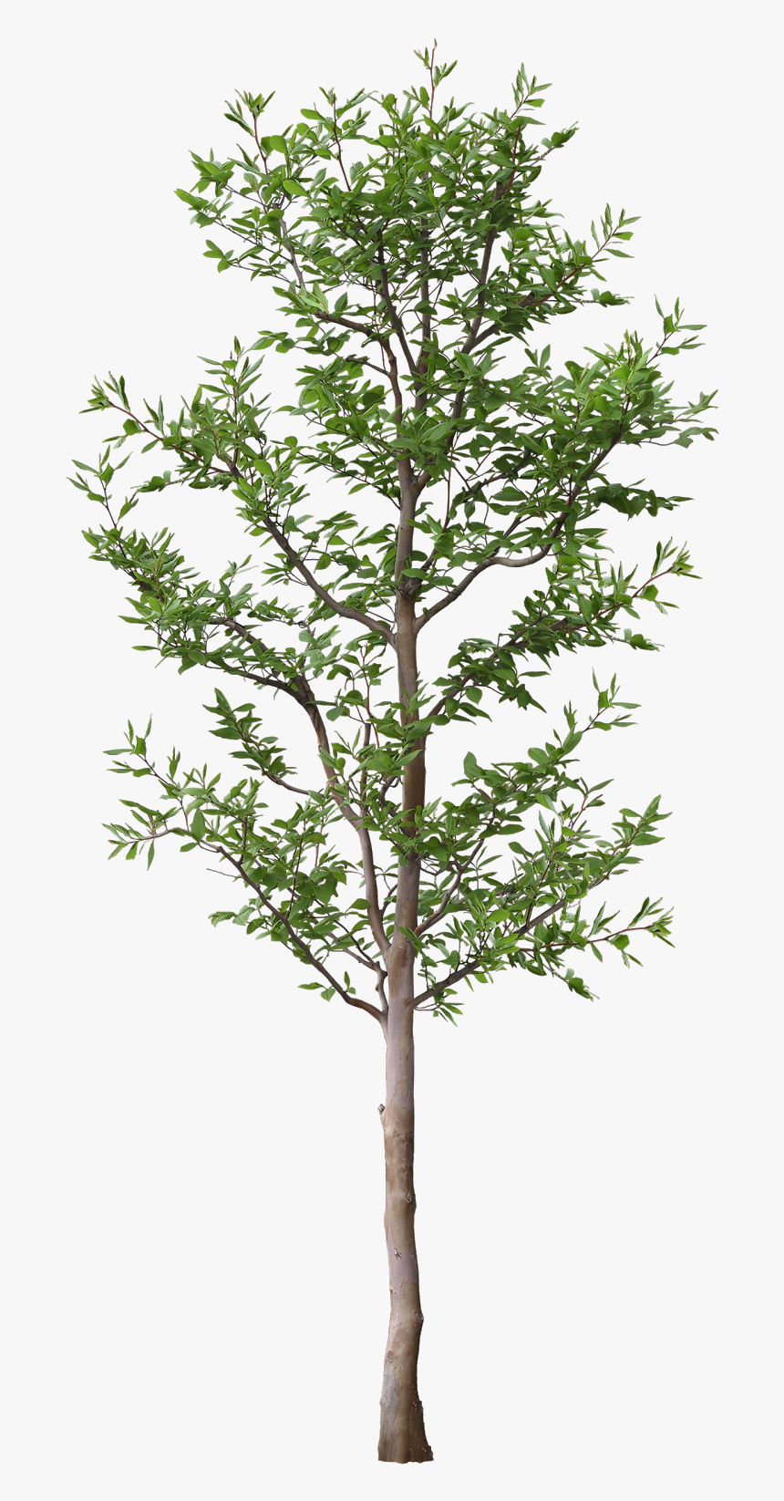 Transparent Landscape Design Clipart - Tree Rendering Png, Png Download, Free Download