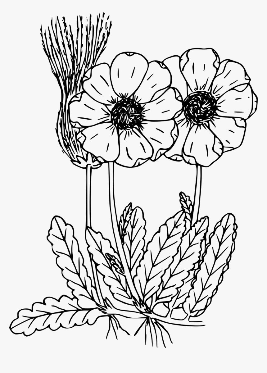 Transparent Flowers Illustration Png - Wild Flower Drawing Transparent, Png Download, Free Download