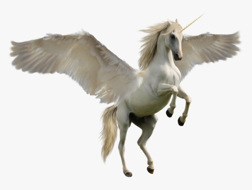 The Wings Of The White Horse Unicorn Horse Hd Png Download Kindpng