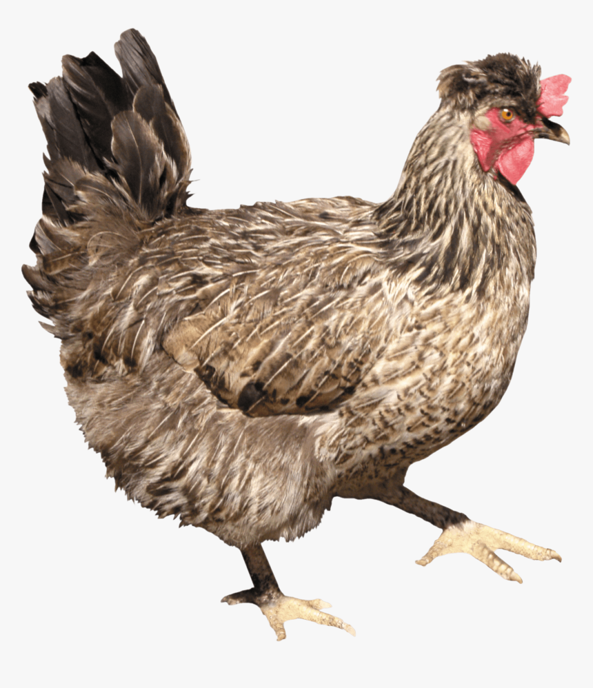 Chicken - Png Chicken, Transparent Png, Free Download