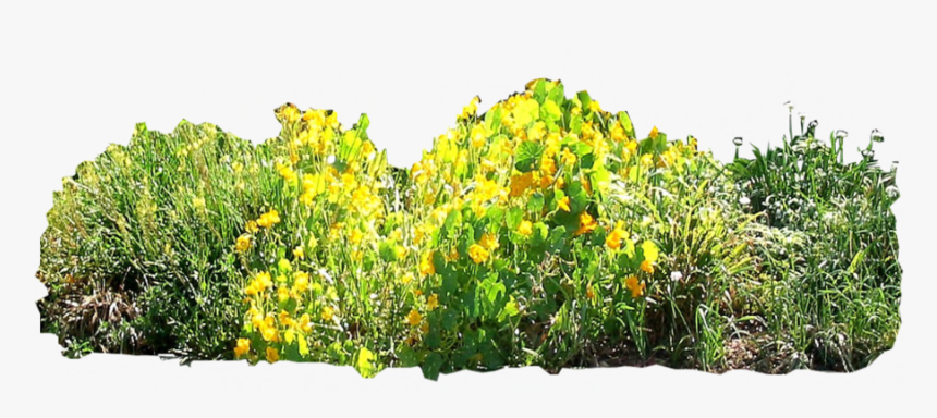 Garden Border Png - Perforate St John's Wort, Transparent Png, Free Download