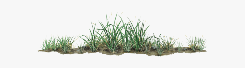 Grass Wall Decal Sticker, HD Png Download, Free Download