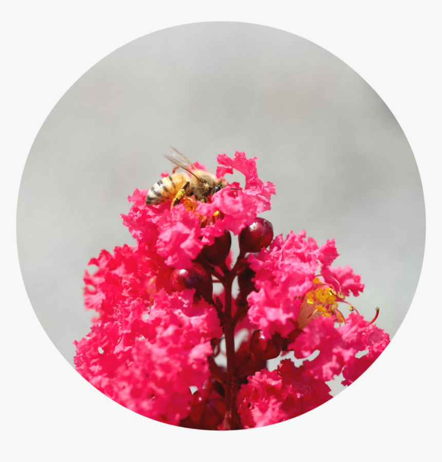 Diamonds In The Dark - Crape Myrtle, HD Png Download, Free Download