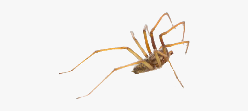 Spider Png Photo - Araneus, Transparent Png, Free Download