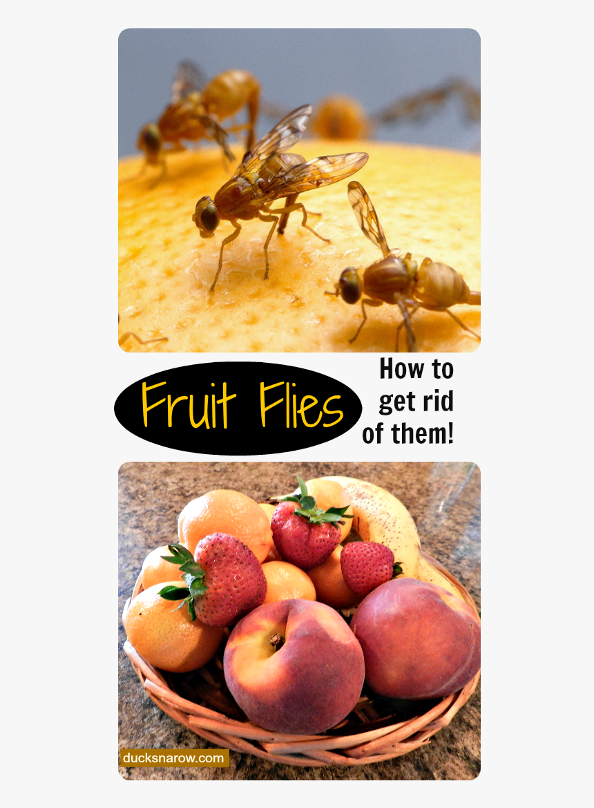 How To Get Rid Of Fruit Flies Naturally - Mexican Fruit Fly, HD Png Download, Free Download