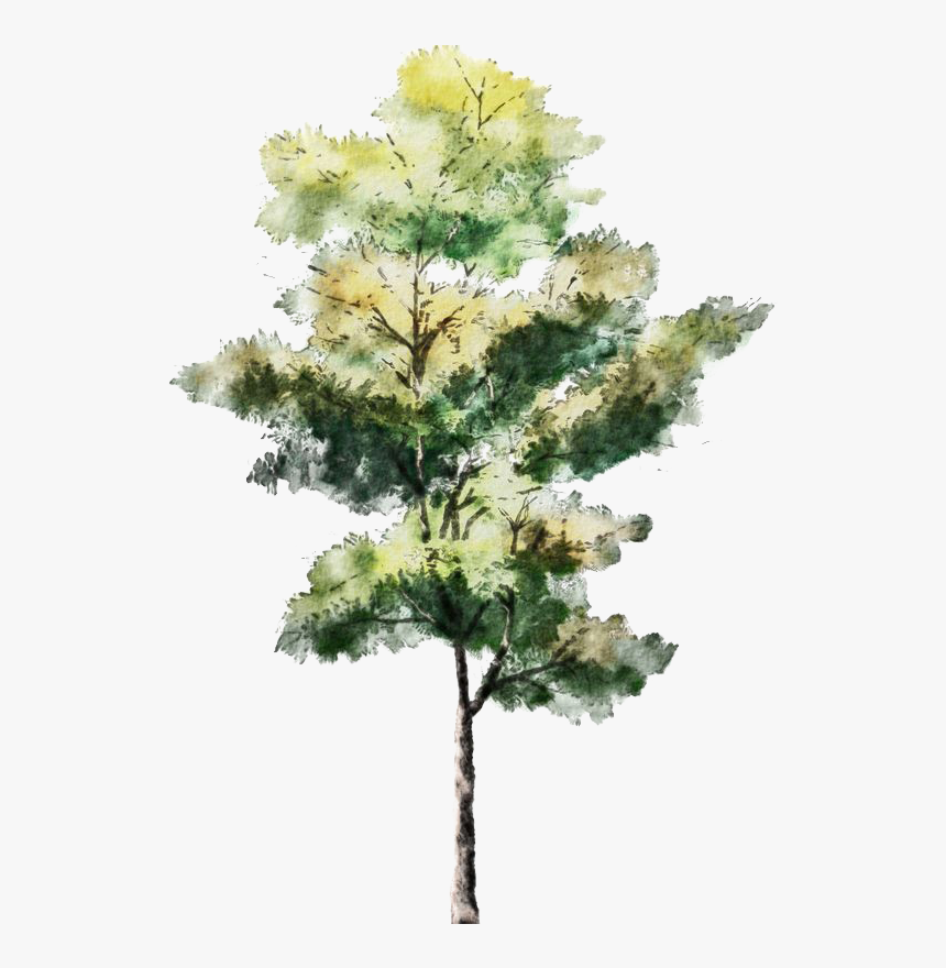 Watercolor Tree Png Top View / In botany, a tree is a perennial plant ...