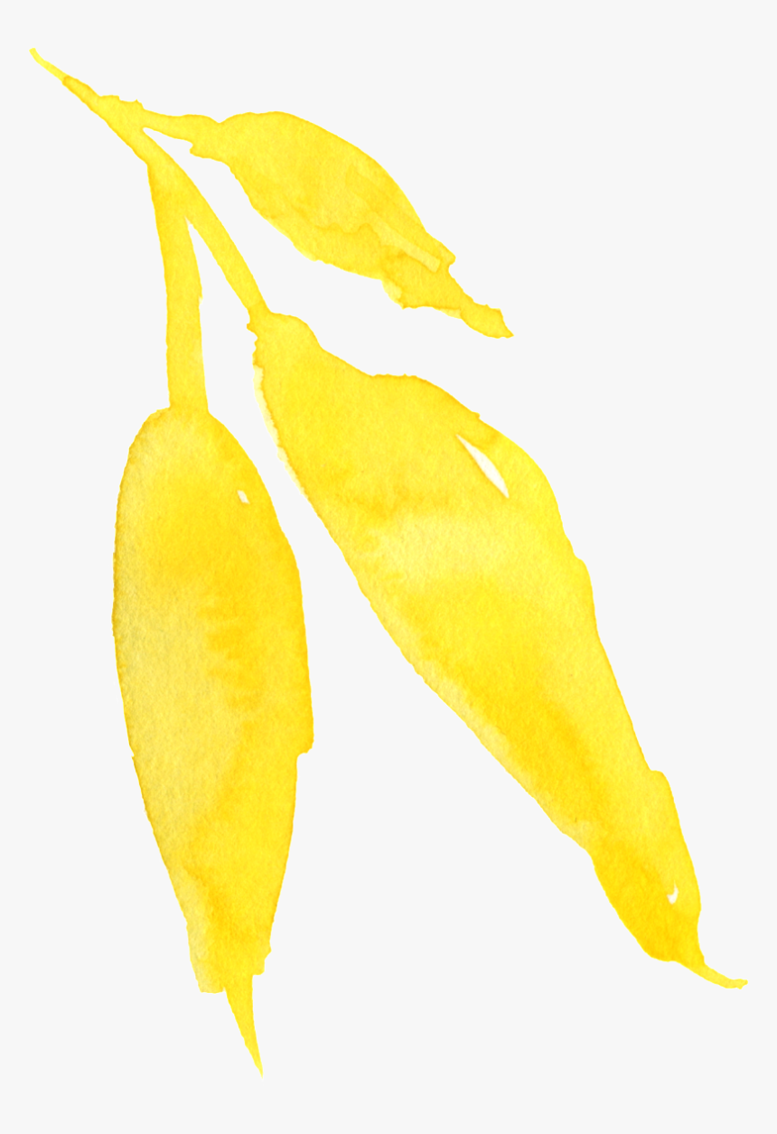 This Graphics Is Watercolor Yellow Flower Transparent - Hop Hornbeam, HD Png Download, Free Download