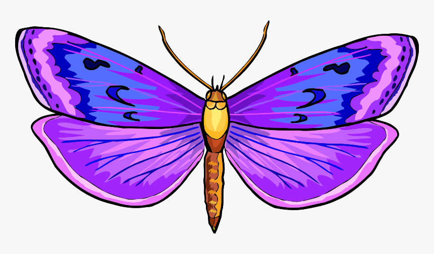 Butterfly, HD Png Download, Free Download