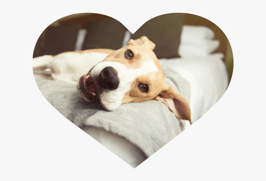 Dog Sitting Heart Image 1 - Pet–friendly Hotels, HD Png Download, Free Download